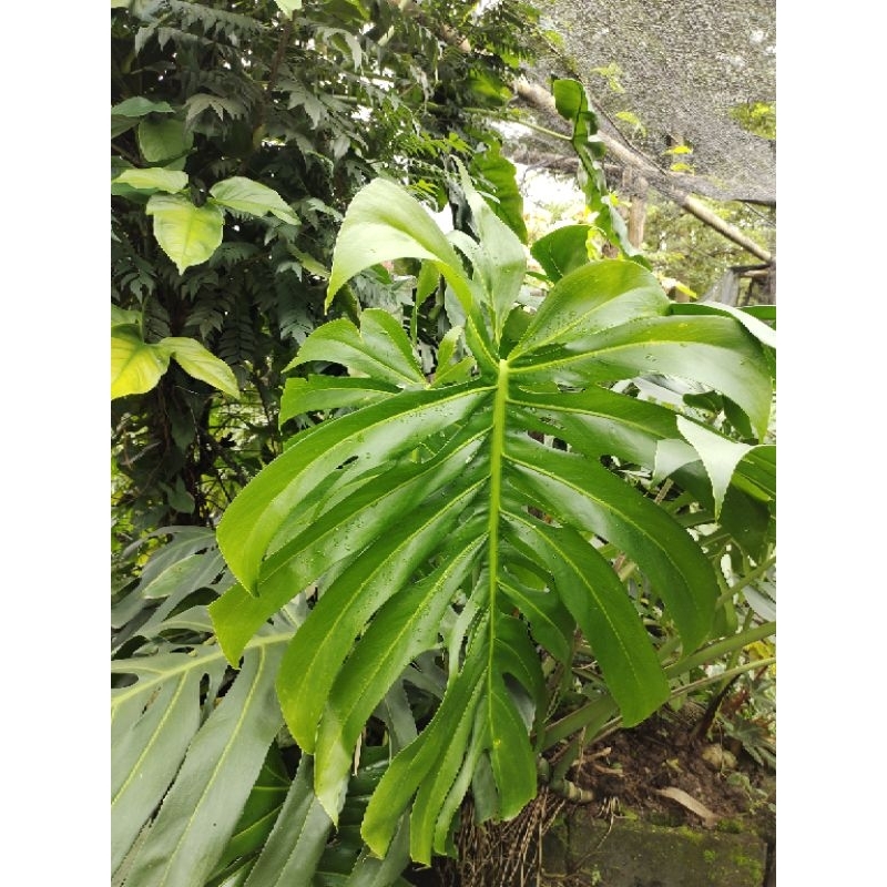 

monstera Brazilian