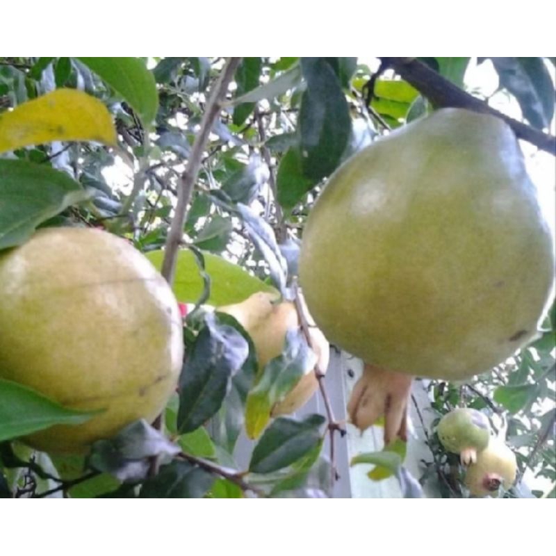 

delima/buah delima putih/buah pome/delima lokal putih (langsung petik di pohon)