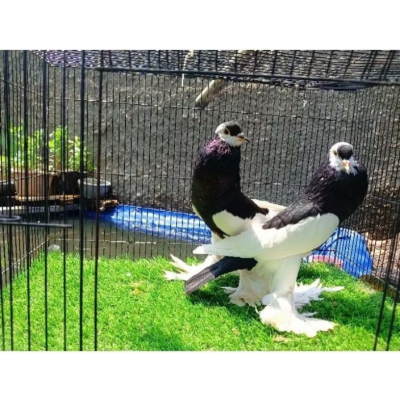 merpati hias reverswing sepasang istimewa