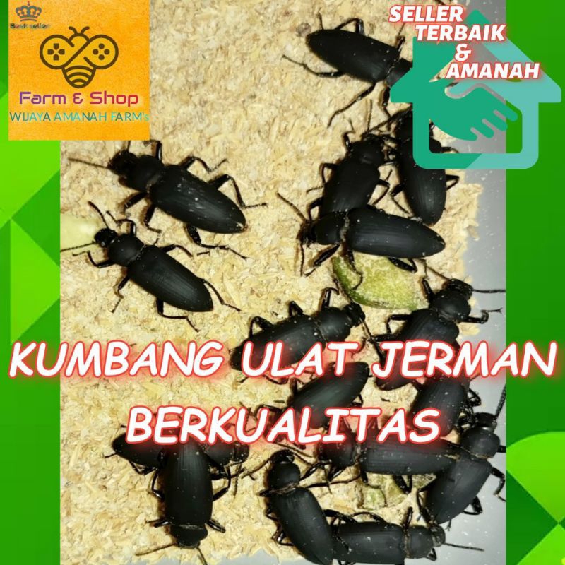 Farm & Shop 200 ekor Kumbang/Kepik Ulat Jerman fresh Berkualitas+ bonus