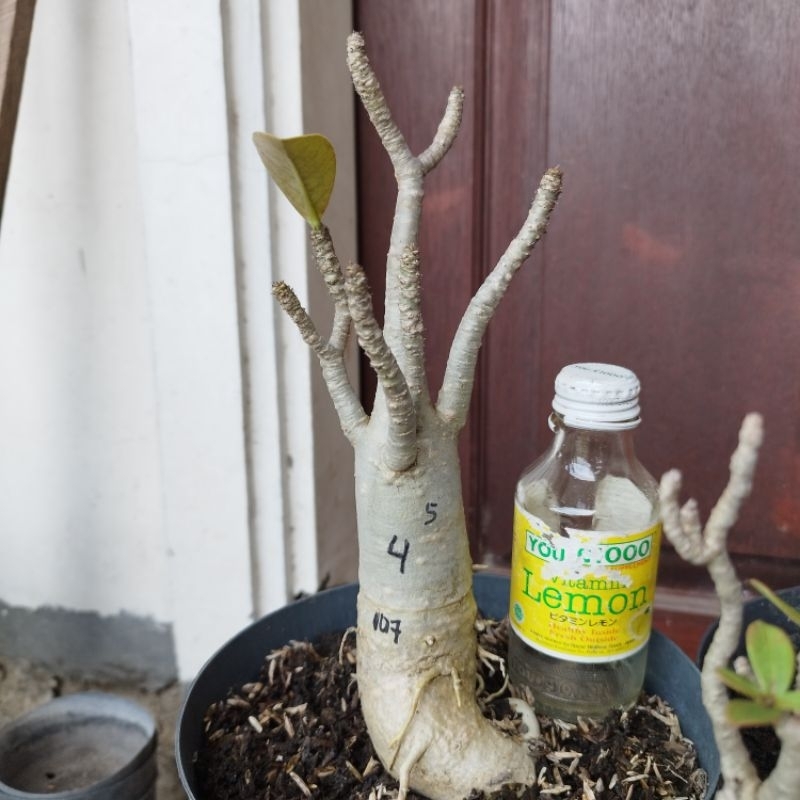 Adenium Arabicum Black RCN 3POHON