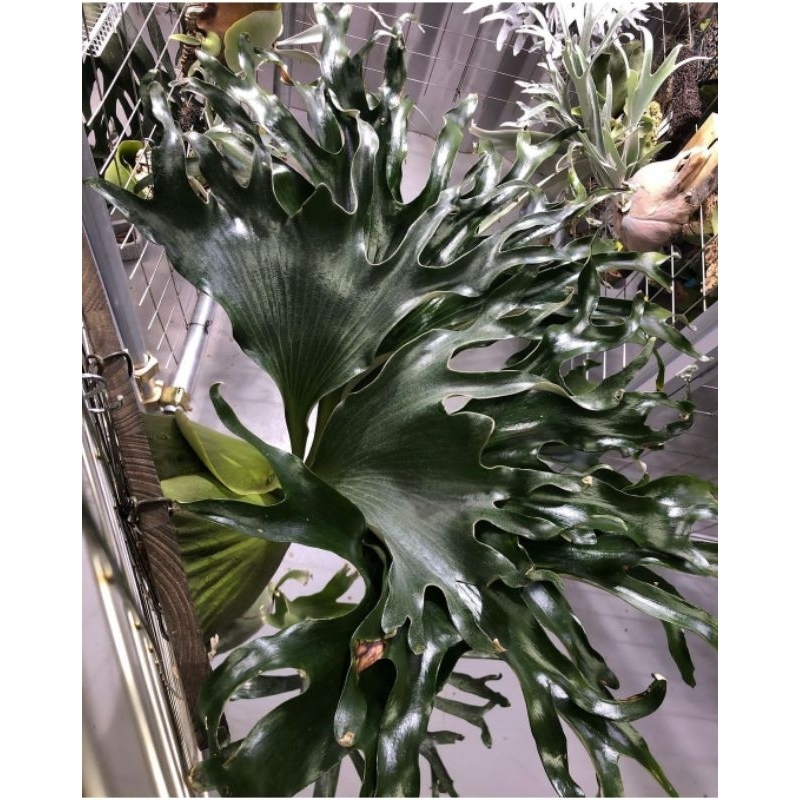 platycerium alcicorne cv gorgon