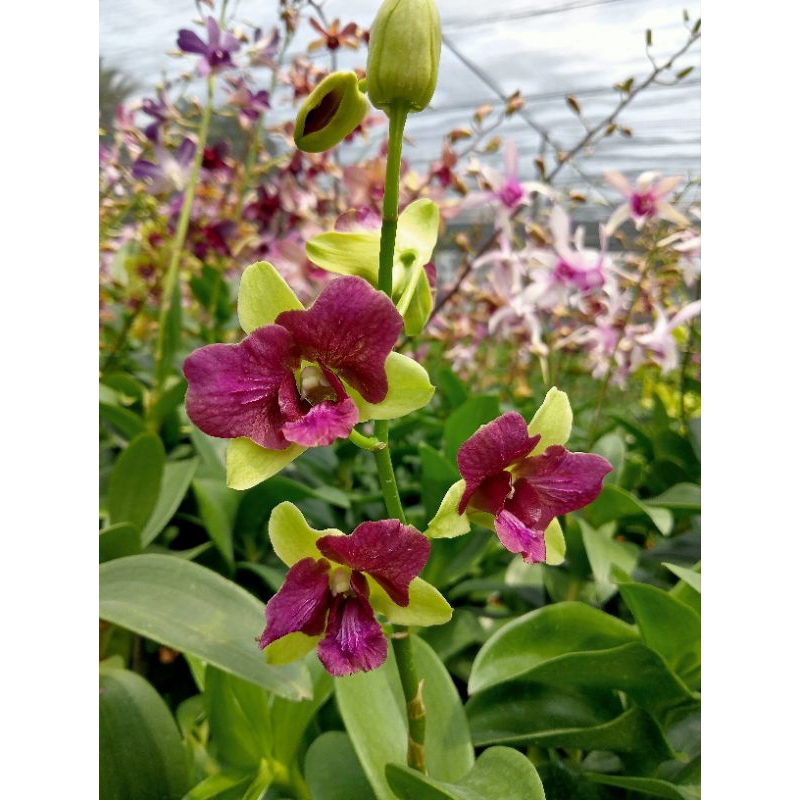 anggrek Dendro 3 lips