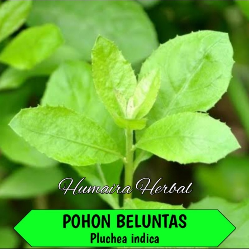 POHON BELUNTAS Bibit Pohon Beluntas Siap Tanam Pohon Obat Herbal