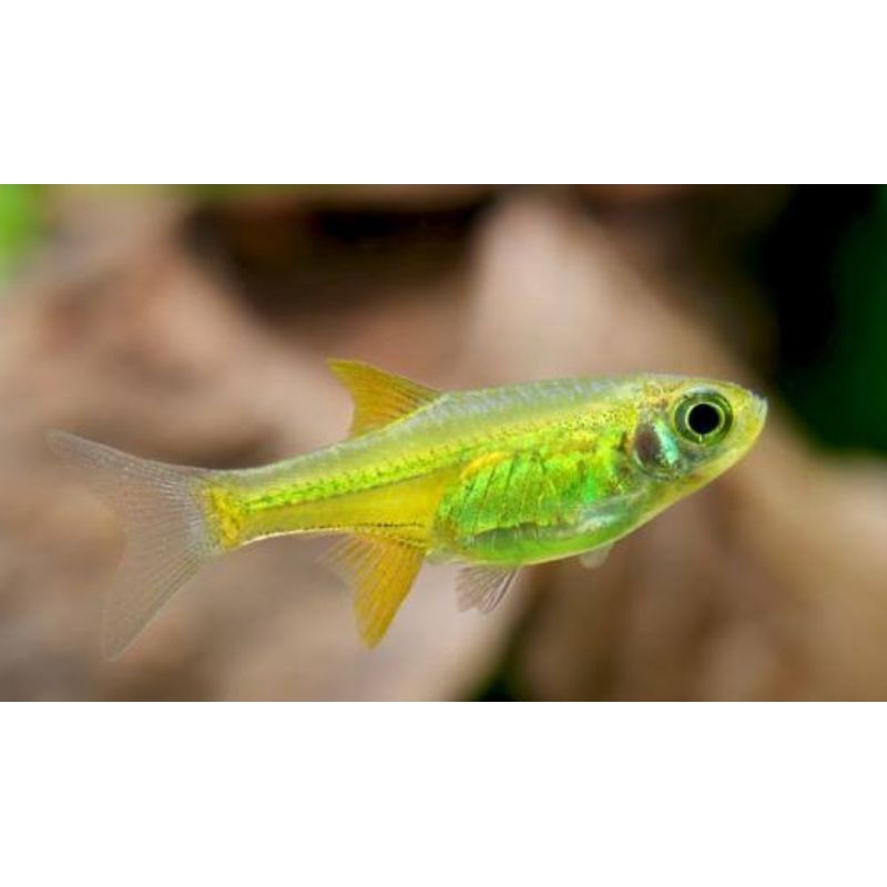 RASBORA KUBOTAI