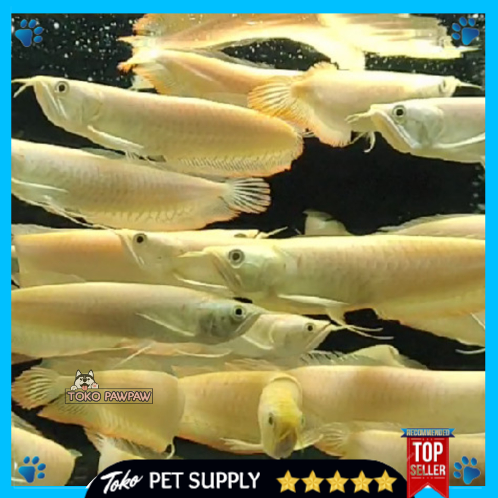 Ikan Arwana Silver Albino Ikan Hias Aquarium Aquascape Per Ekor