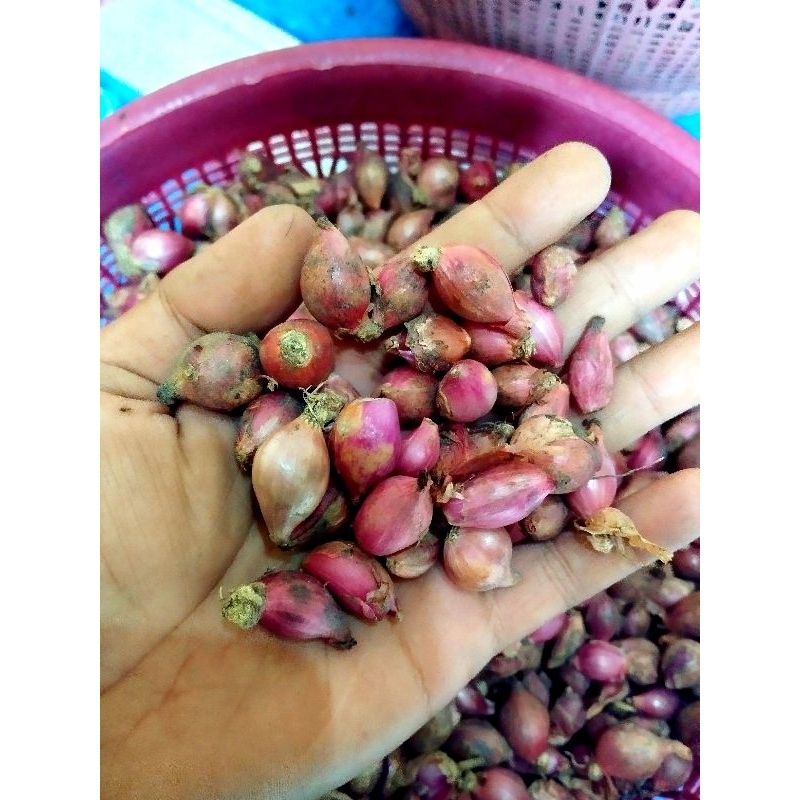 

Bawang Merah 1KG kecil