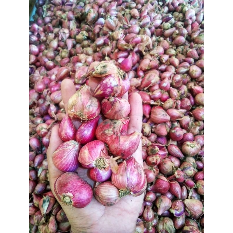 

Bawang Merah Super Jumbo