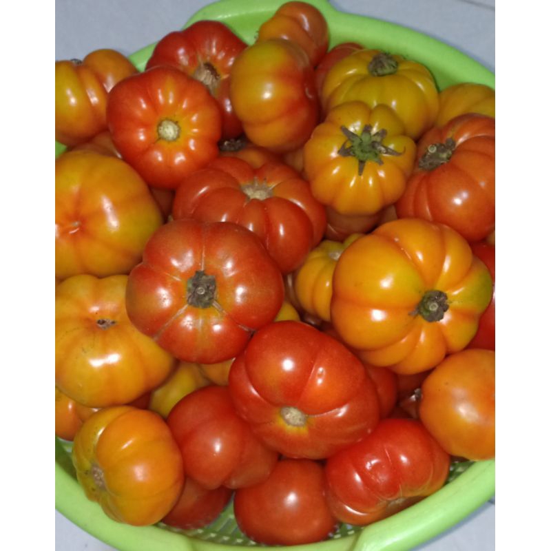 

Organics Local Heirloom / Tomat Ranti Organik