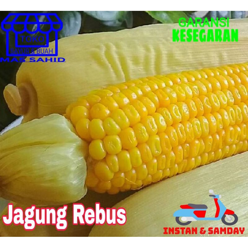 

Jagung Rebus Jagung Matang Kulit 1 pcs Kirim Someday & Instan