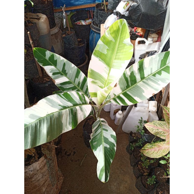 Indukan Pohon Pisang Exotic Kualitas Premium Pisang Florida Musa Varigata Tinggi 1 Meter Rasa Buah M