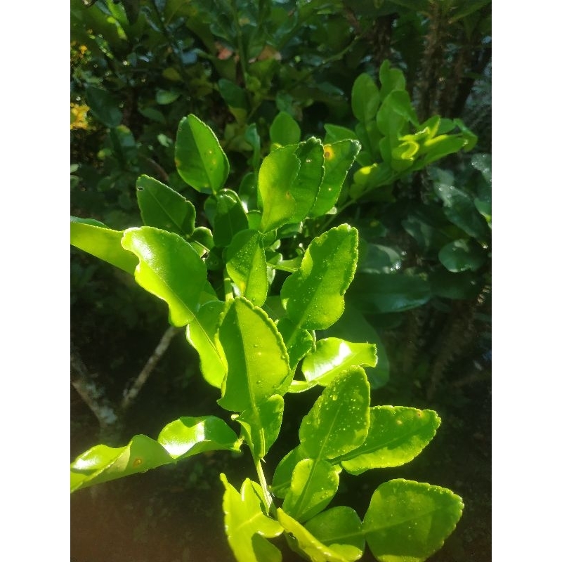 

daun jeruk, untuk aroma makanan ataupun minuman. diambil saat ada pesanan.