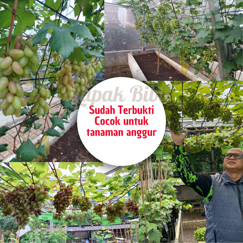 READY Porous Media Tanam Anggur Berkualitas Tinggi