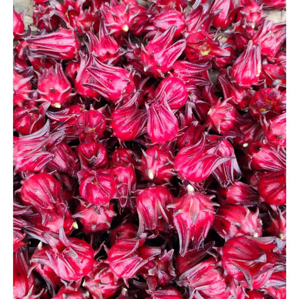 

{ 1KG } ROSELA SEGAR LANGSUNG PETIK