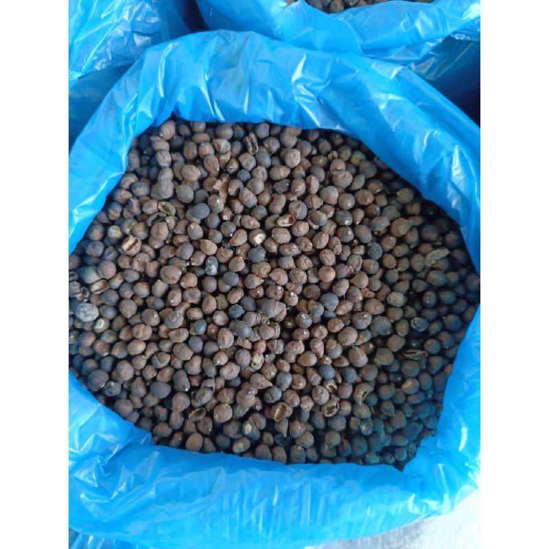 biji kapuk bibit pohon kapuk & pakan ternak