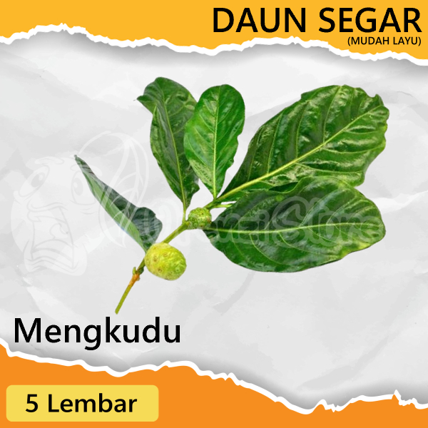 

Daun Mengkudu Pace Segar 5 Lembar Helai Obat Herbal