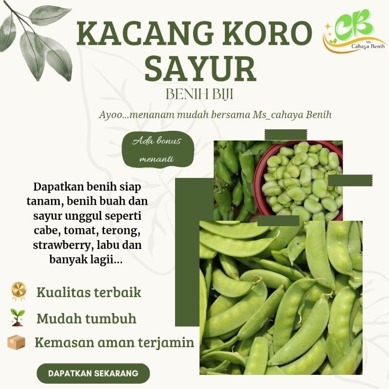 Benih kacang koro sayur hijau isi 90 butir , Bibit biji kacang koro sayur hijau