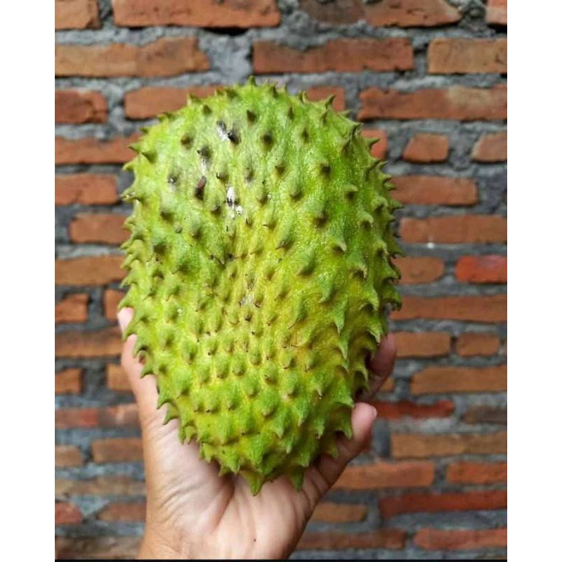 BENIH SIRSAK RATU KAMPUNG SIRSAK MANIS 25BIJI