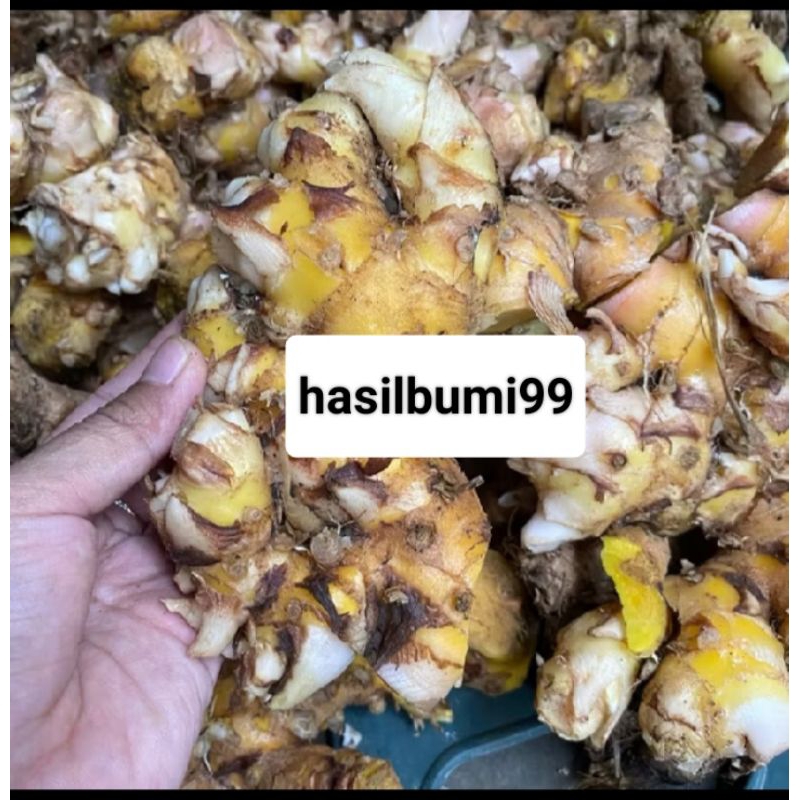 

BANGLE/PANGLAI ORGANIK SUPER SEGAR FRESH TERMURAH