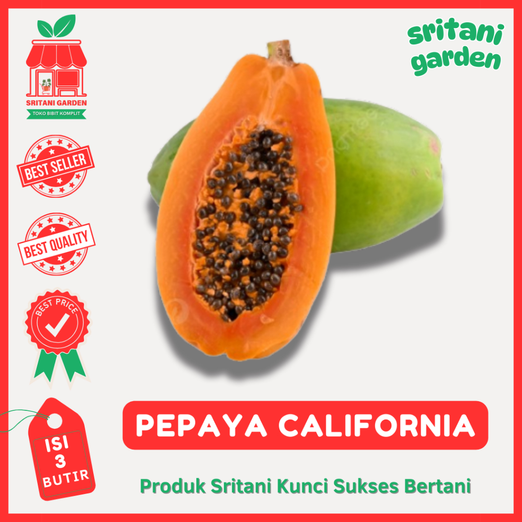 3 Biji - Benih Pepaya California Ori Kualitas Terbaik