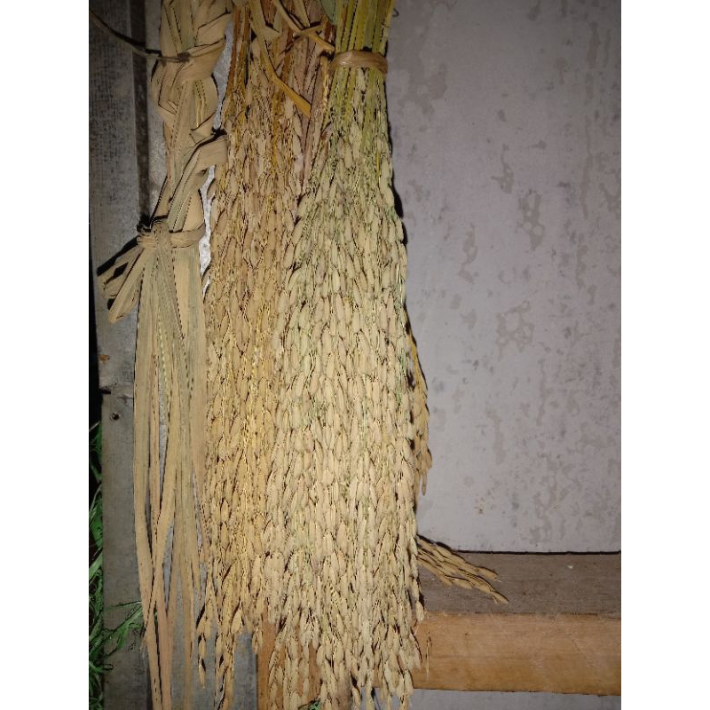 BIBIT BENIH PADI MERAH BIBIT BERAS MERAH ASLI YOGYAKARTA