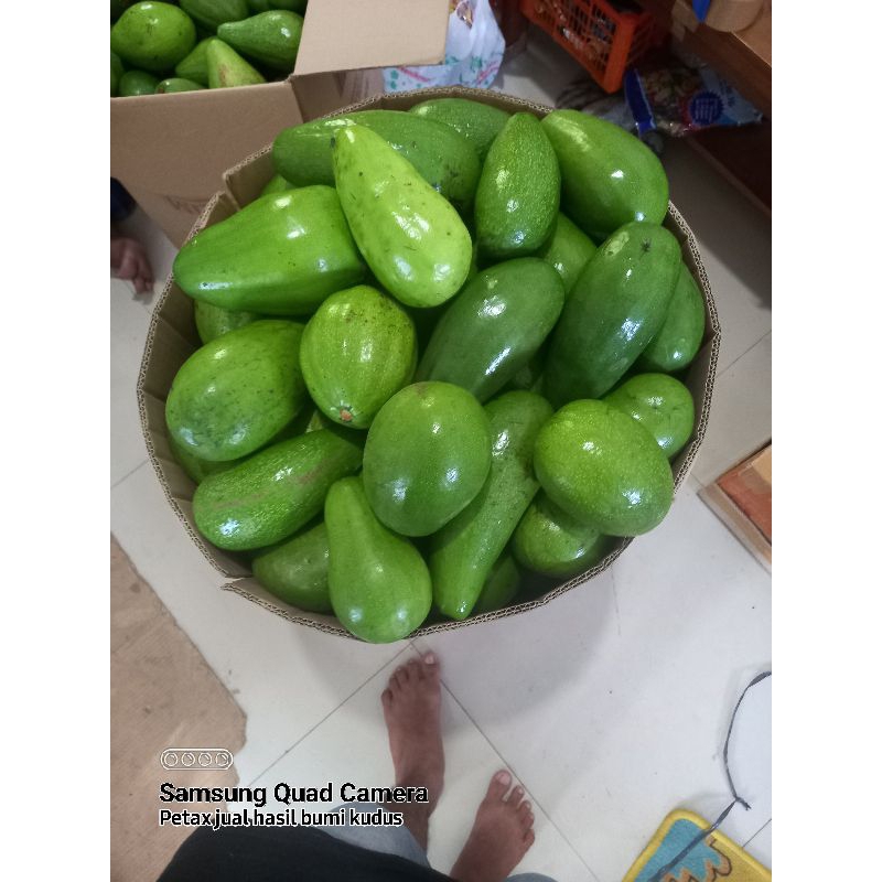 

alpukat mentega muria 1kg isi 3