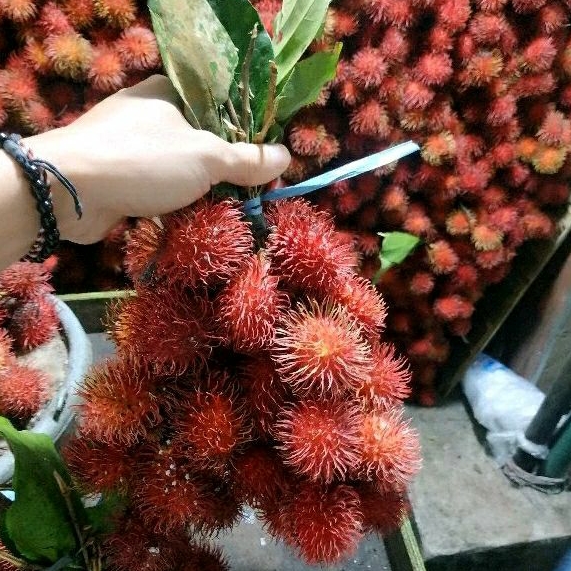 

rambutan parakan asli kulon