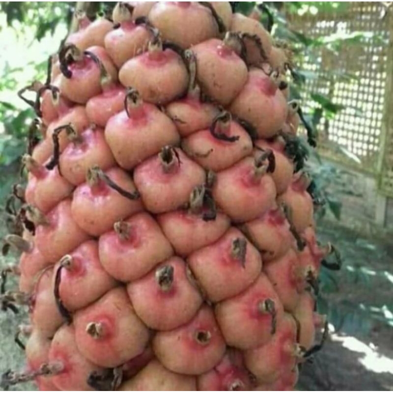 

BUAH KECOMBRANG 1KG BUAH HONJE SEGAR