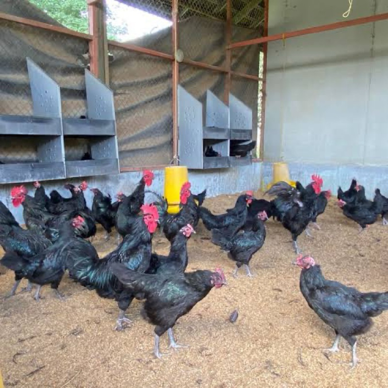 

TELUR TETAS AYAM AUSTRALORP MODIF UNTUK DITETASKAN