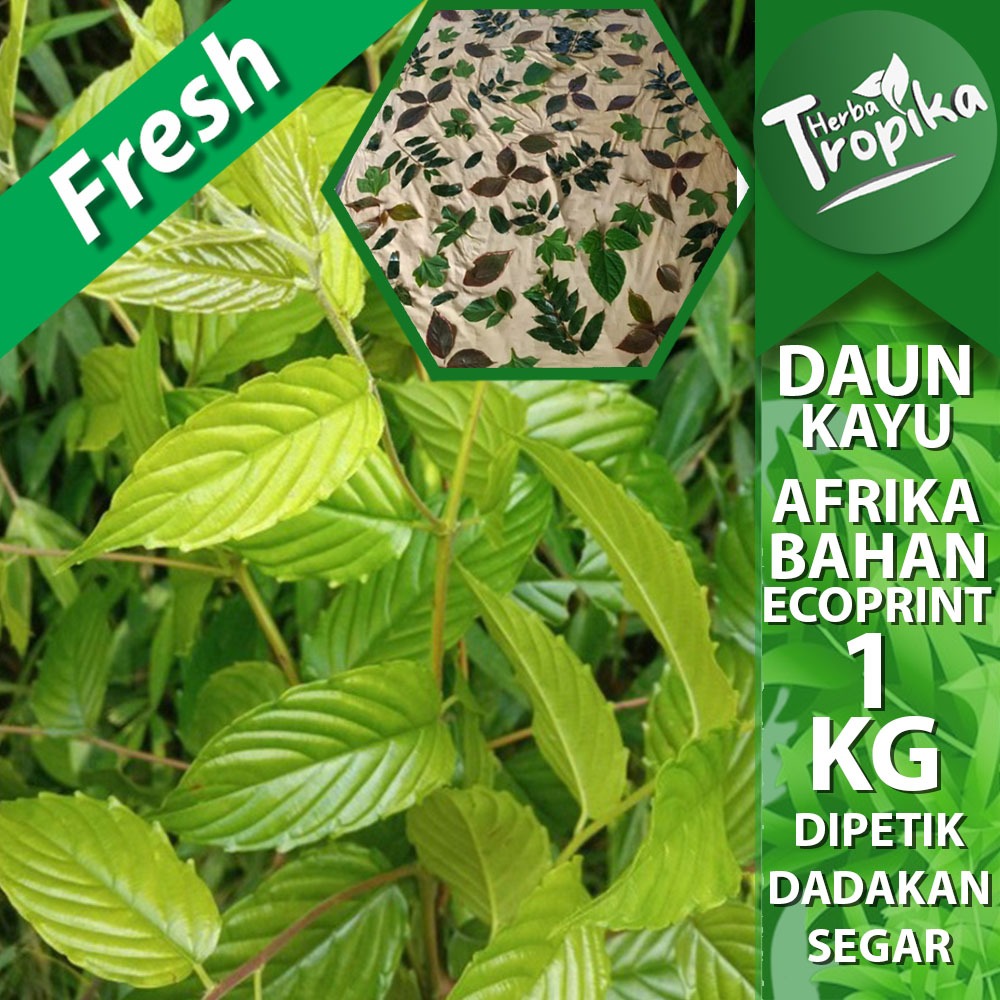

Daun kayu afrika 1 kg bahan ecofrint toko herba tropika