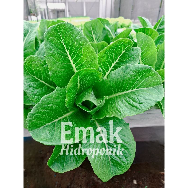 

Sayur Romaine segar 250 gram