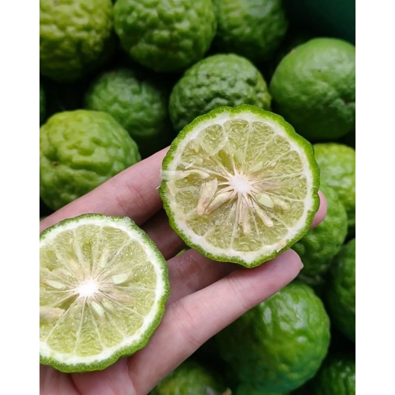 

Jeruk Purut organik Kaffir lime Jeruk Herbal untuk obat kuat
