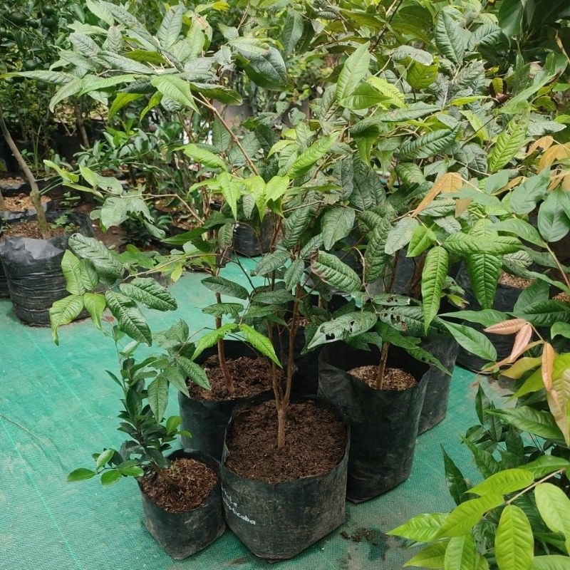 anggur pohon white Jaboticaba siap berbuah