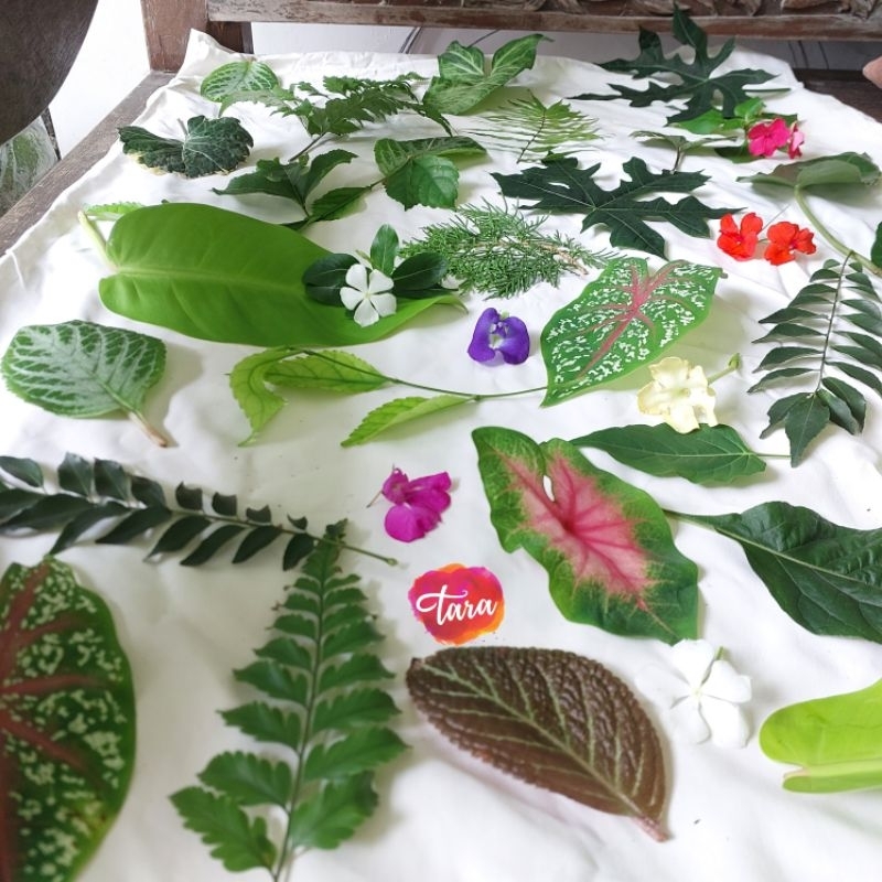 

Paket Daun Ecoprint Segar (120 lembar)/ Daun Bunga Ecopounding