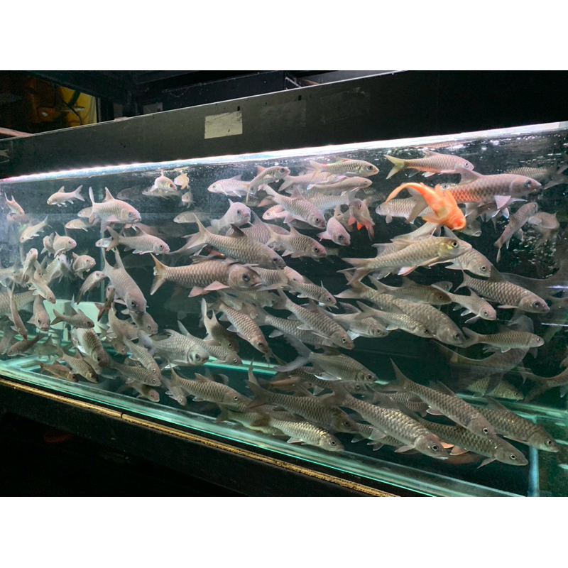 

BOX PACKING MAHSEER/DEWA/KANCRA/SEMAH