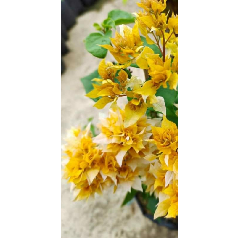 Stek Bougenville import Hawai Ausy Gold (perbatang)