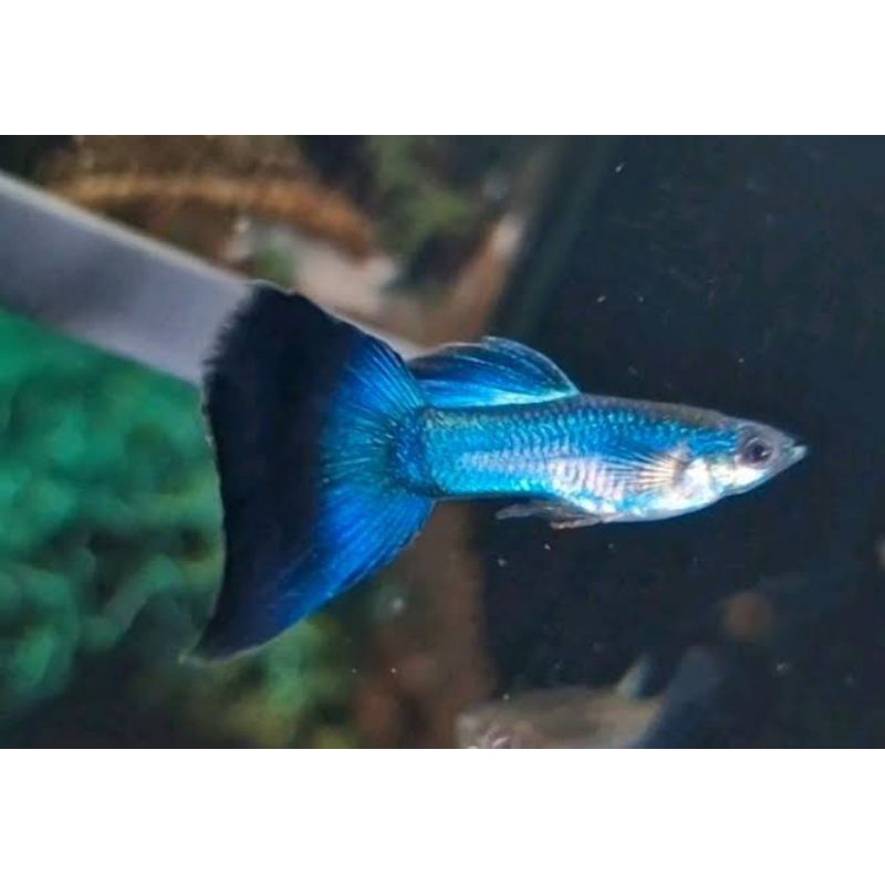 HIASAN AQUARIUM BURAYAK GUPPY SINGA BLUE TAIL ISI 5