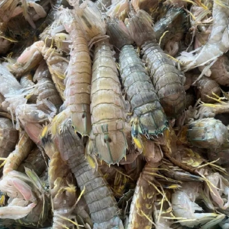 Udang Mantis Udang Cakrek Udang Ronggeng Fresh Frozen MPASI