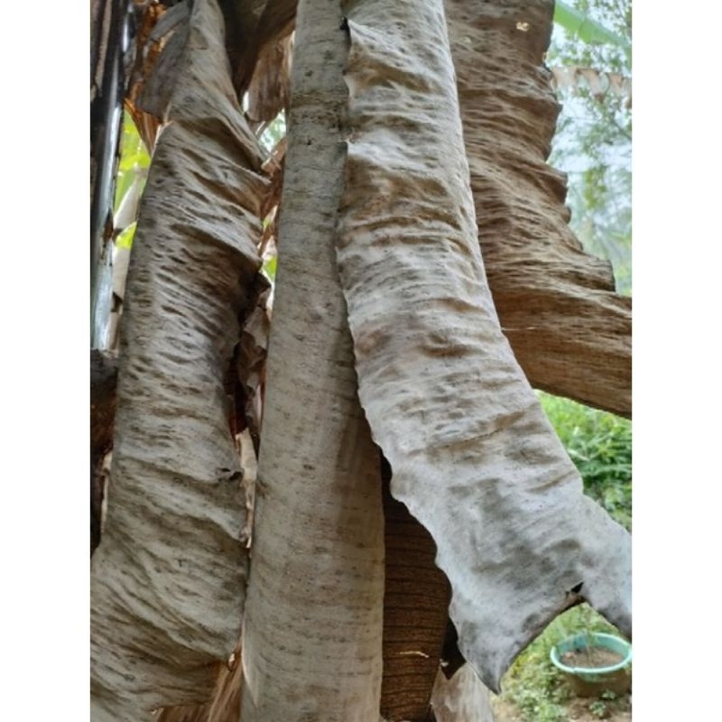 

daun pisang kering/klaras original 1 kg