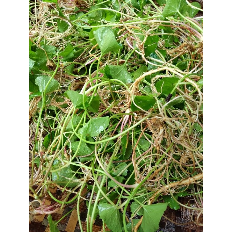 

DAUN PEGAGAN CABUT KOMPLIT AKAR 500 GRAM / DAUN PEGAGAN SEGAR