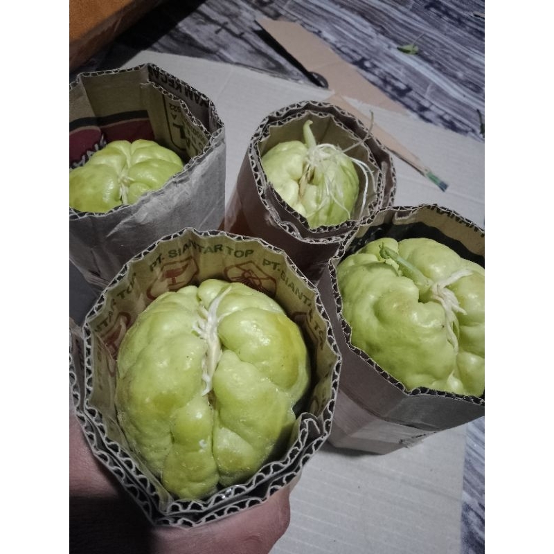 BIBIT LABU SIAM SIAP TANAM / TANAMAN LABU SIAM