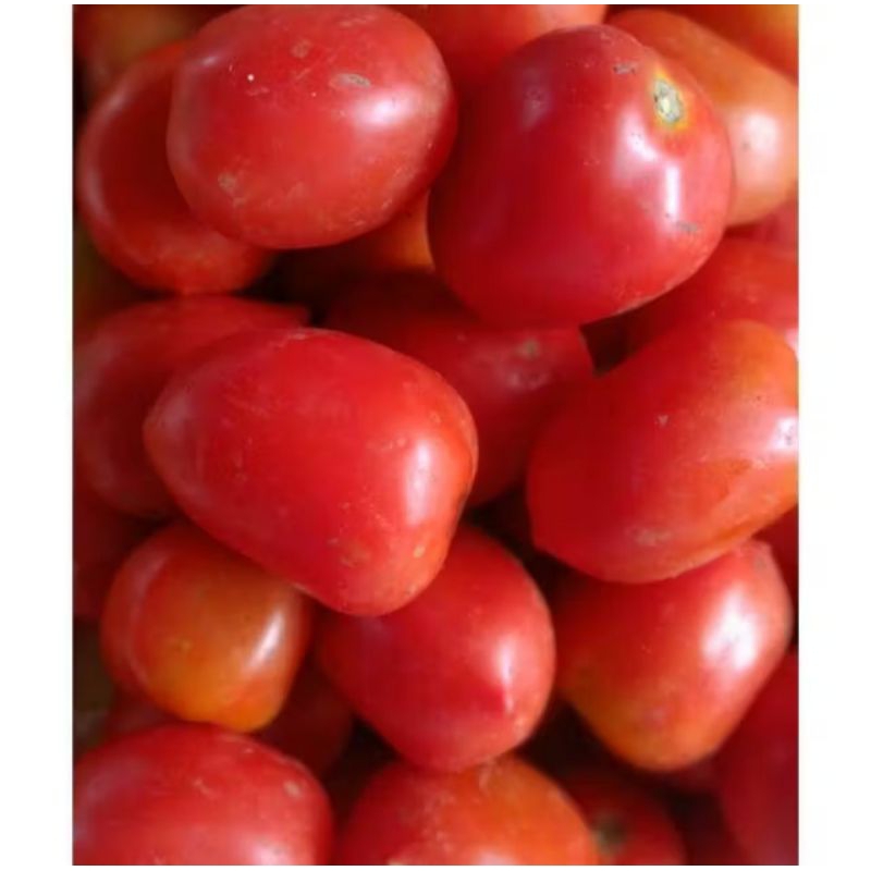 

Buah Tomat sayur 1 kg