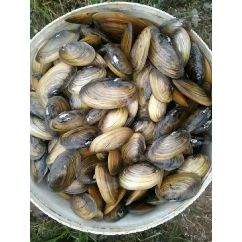 

1 kg kerang kijing masih HIDUp dari persawahan kota bogor / segar .kerang air tawar kijing seafood.bisa juga buat hiasan akuarium