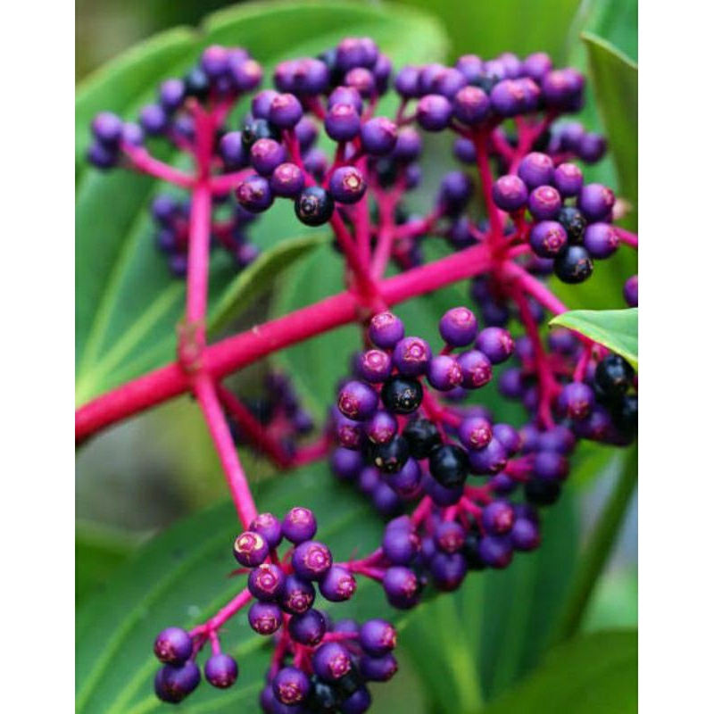 

COD BUAH PARIJOTO PER TANKAI 90-120 GR FREE TESPEK MINIM 3 TANKAI ASLI DARI GUNUNG SUNNA MURIA