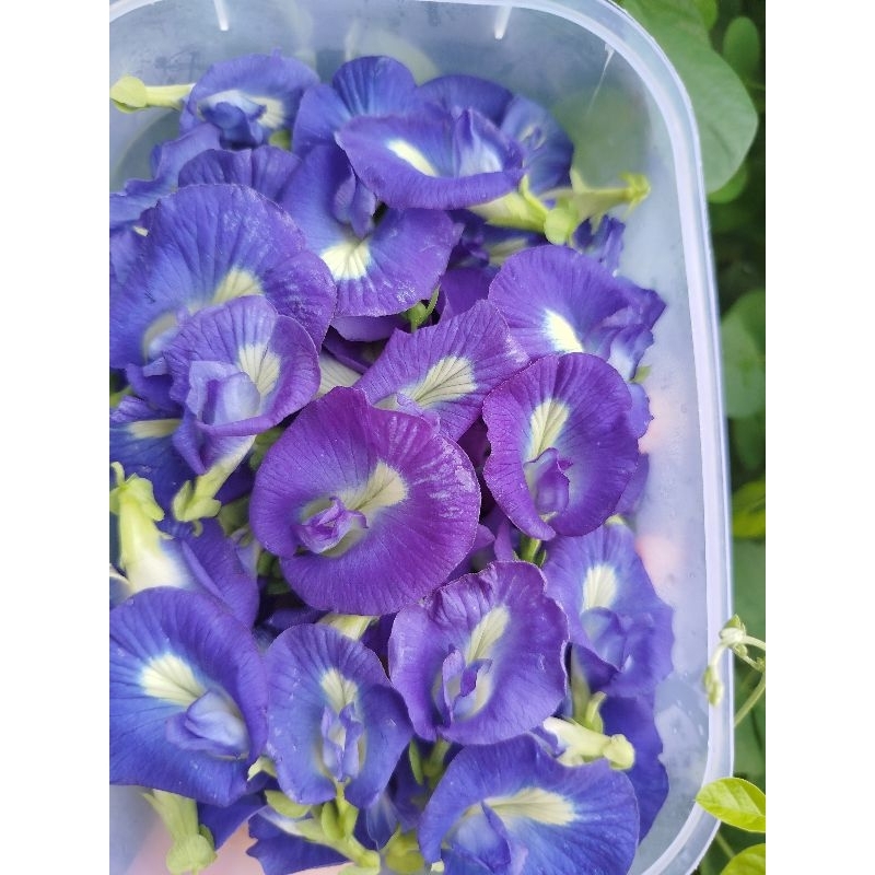 

Bunga Telang Segar || Butterfly Pea Fresh