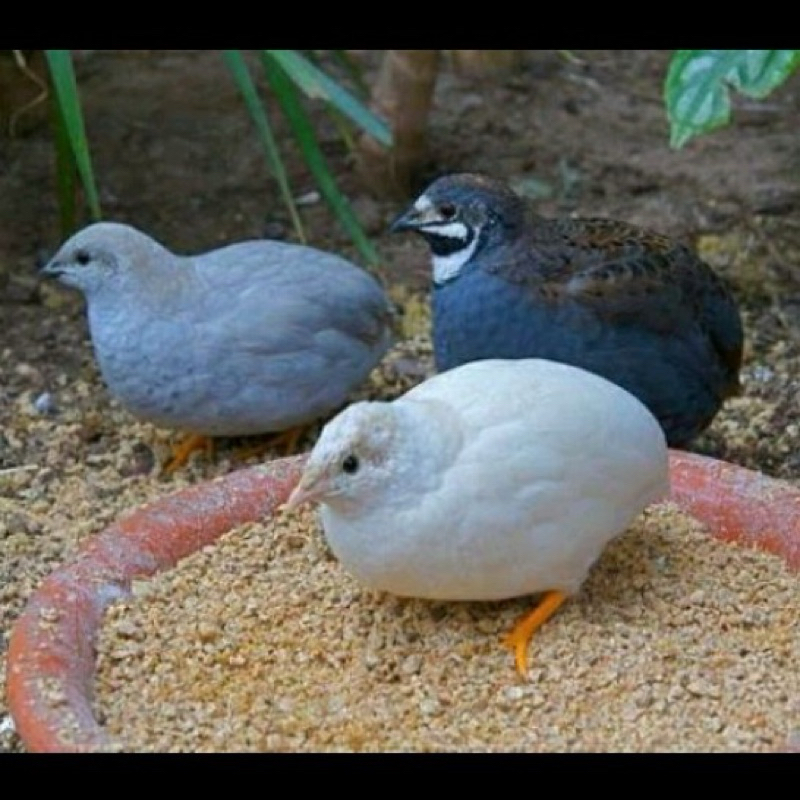 

TELUR TETAS BURUNG PUYUH BATU KINGQUAIL BERBAGAI JENIS WARNA ORI TUXEDO DLL