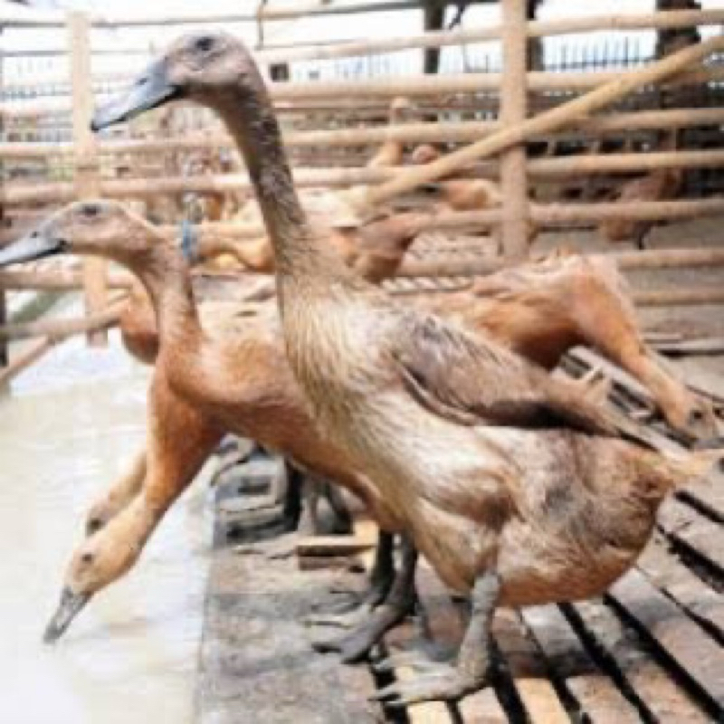 TELUR TETAS BEBEK MOJOSARI UNTUK DI TETASKAN