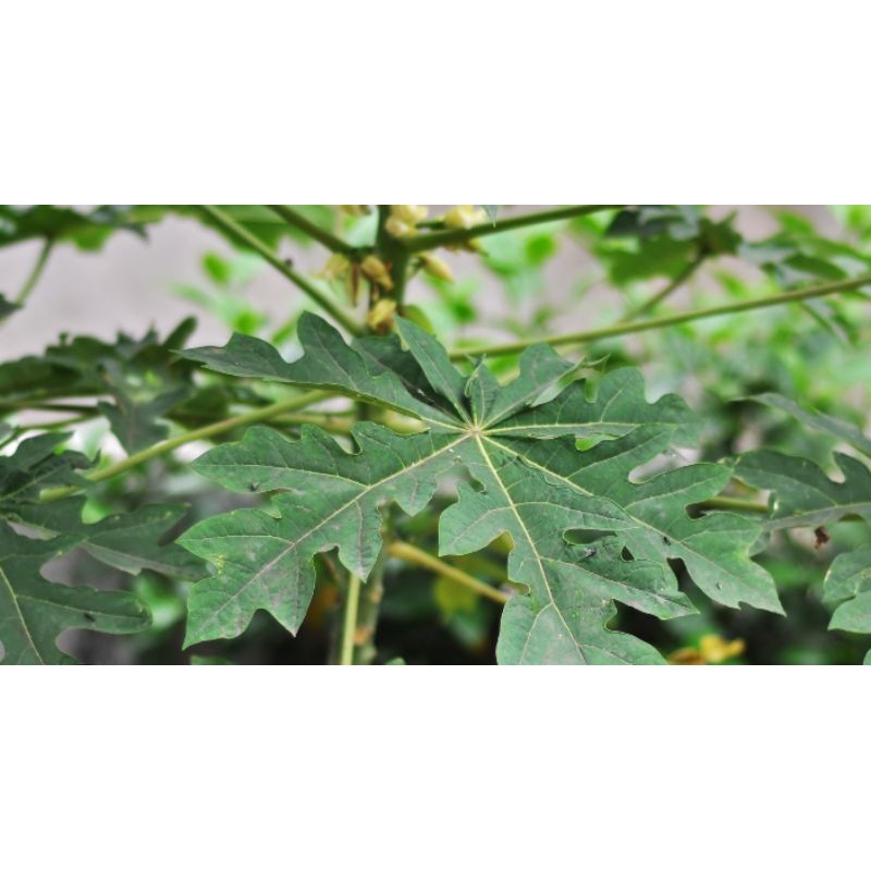 

daun pepaya 1000 perlembar