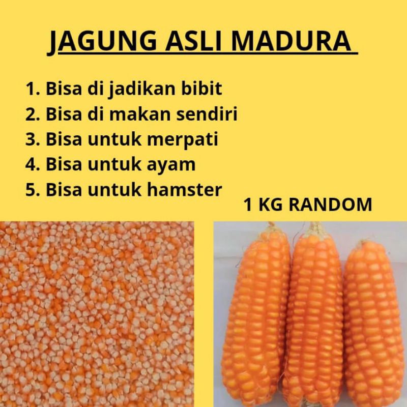 

JAGUNG TONGKOL / PIPIL KERING ASLI MADURA 1 KG BISA UNTUK DI JADIKAN BIBIT ATAU PAKAN