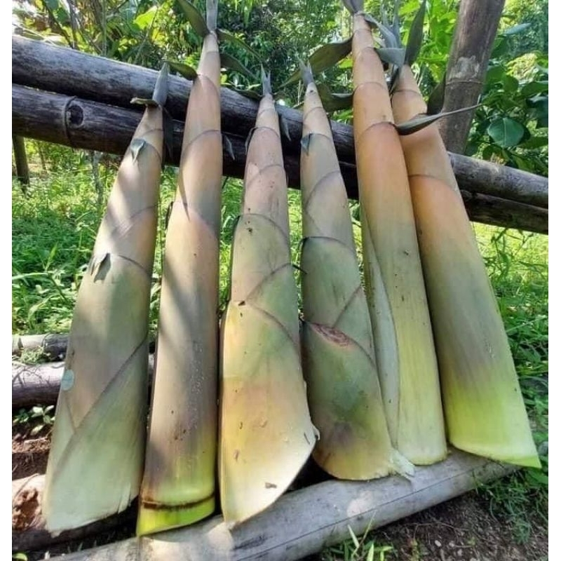 

rebung bambu segarr di ambil langsung bila ada orderan masuk 1kg